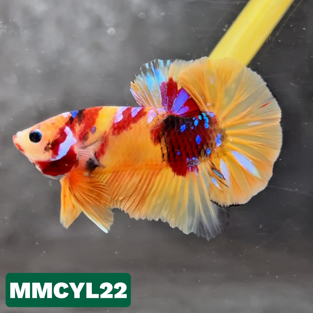 Multicolor Yellow Base Plakat Male Betta Fish | Order Directly From Farm|  You Pick Fish