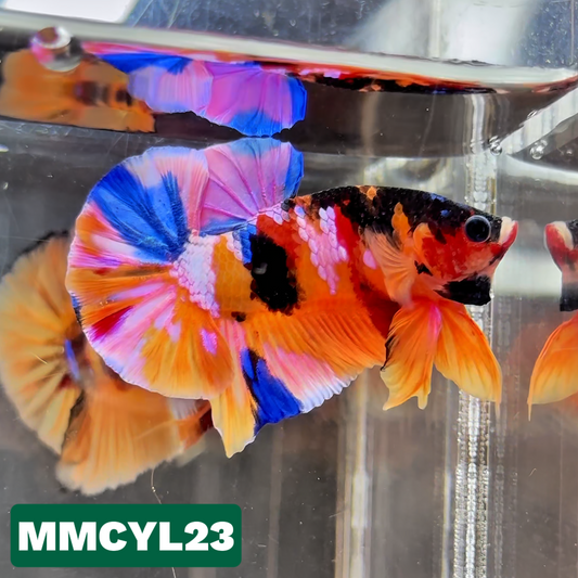 Multicolor Yellow Base Plakat Male Betta Fish | Order Directly From Farm|  You Pick Fish