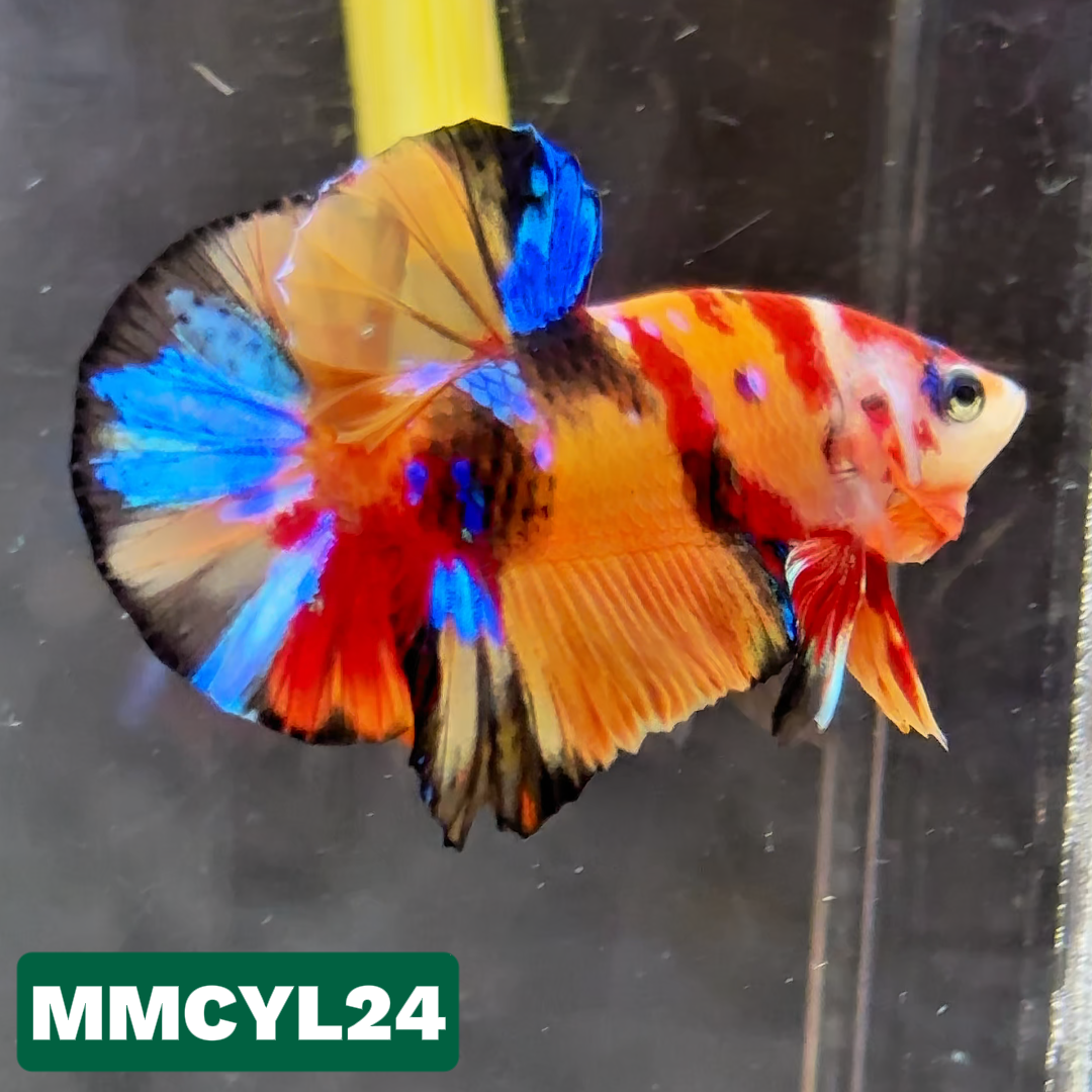 Multicolor Yellow Base Plakat Male Betta Fish | Order Directly From Farm|  You Pick Fish