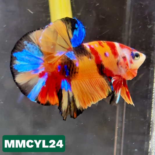 Multicolor Yellow Base Plakat Male Betta Fish | Order Directly From Farm|  You Pick Fish