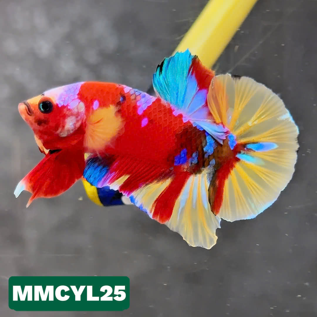 Multicolor Yellow Base Plakat Male Betta Fish | Order Directly From Farm|  You Pick Fish