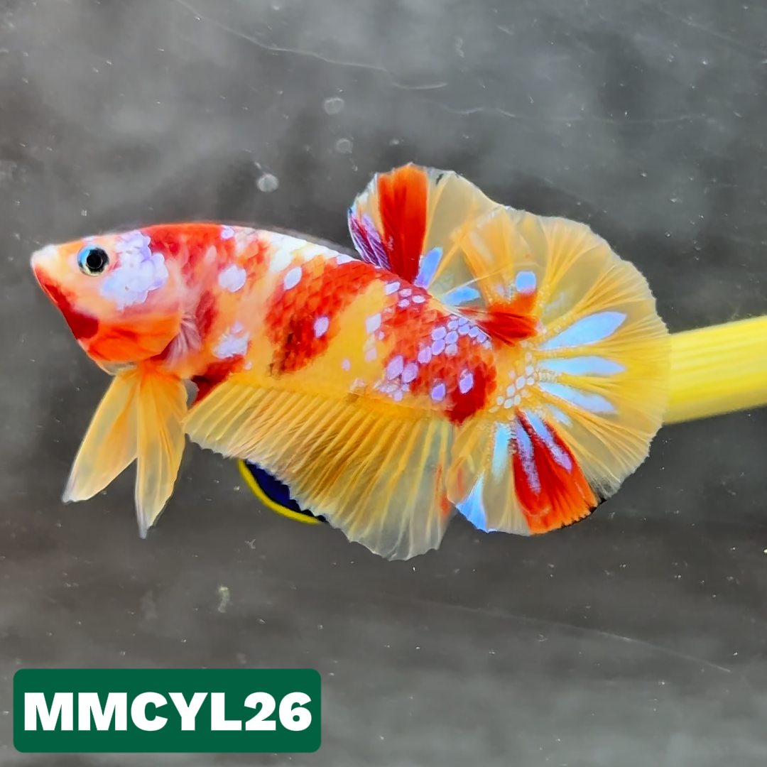 Multicolor Yellow Base Plakat Male Betta Fish | Order Directly From Farm|  You Pick Fish