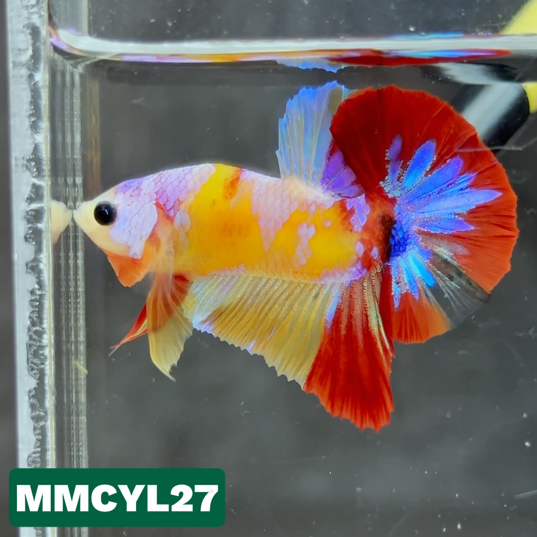 Multicolor Yellow Base Plakat Male Betta Fish | Order Directly From Farm|  You Pick Fish