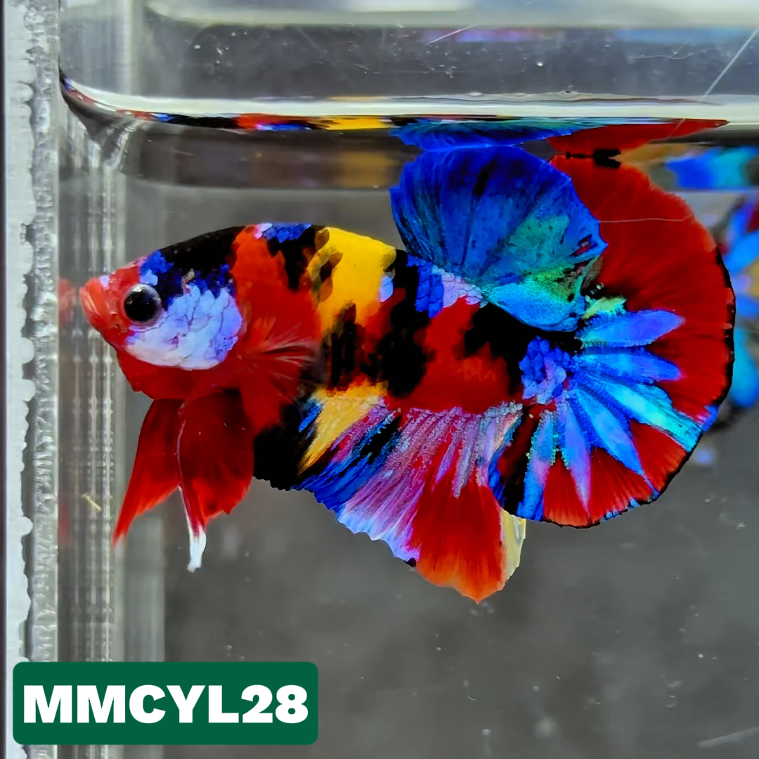 Multicolor Yellow Base Plakat Male Betta Fish | Order Directly From Farm|  You Pick Fish