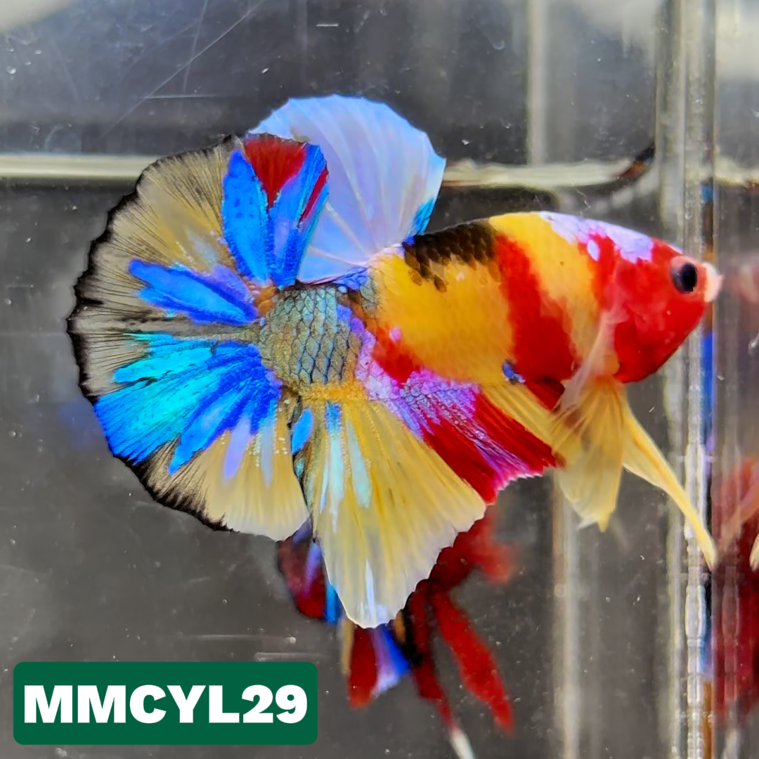 Multicolor Yellow Base Plakat Male Betta Fish | Order Directly From Farm|  You Pick Fish