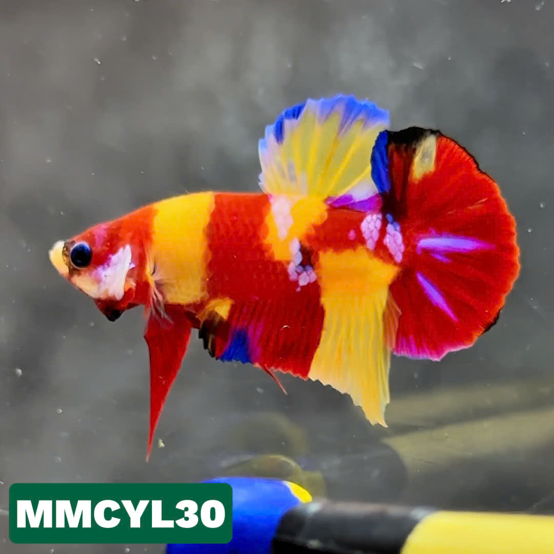 Multicolor Yellow Base Plakat Male Betta Fish | Order Directly From Farm|  You Pick Fish