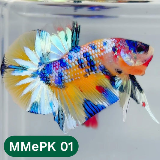 Metallic Plakat Betta Fish | You Pick Betta | Show Grade