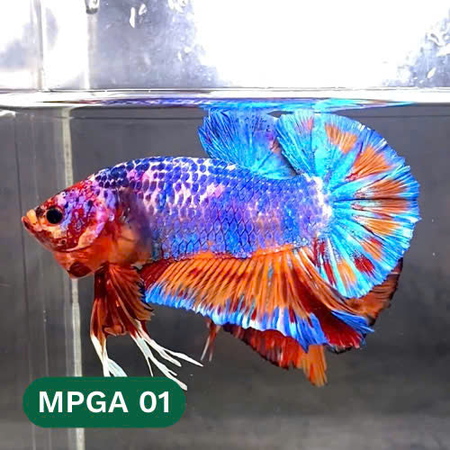 King Giant Plakat Male Betta Fish | You Pick Fish | High Grade
