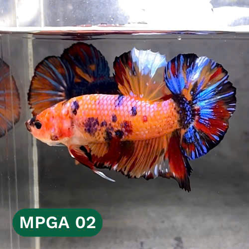 King Giant Plakat Male Betta Fish | You Pick Fish | High Grade