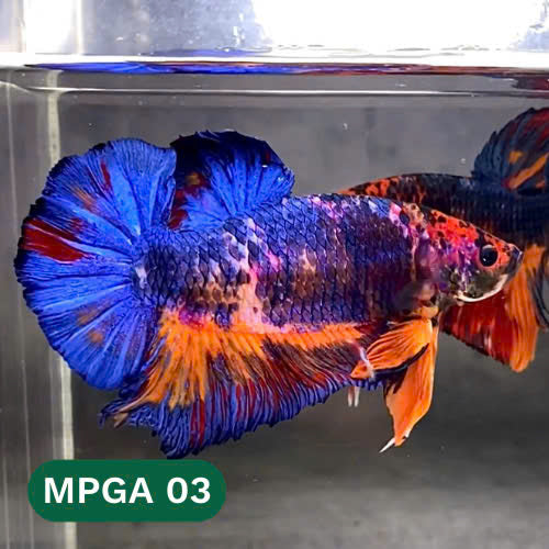 King Giant Plakat Male Betta Fish | You Pick Fish | High Grade