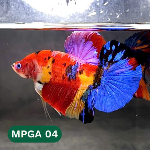 King Giant Plakat Male Betta Fish | You Pick Fish | High Grade