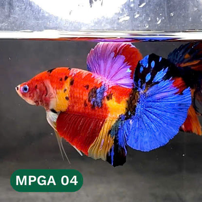 King Giant Plakat Male Betta Fish | You Pick Fish | High Grade
