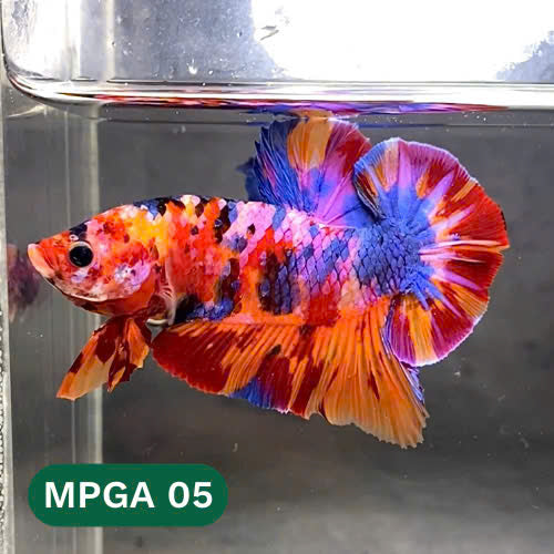 King Giant Plakat Male Betta Fish | You Pick Fish | High Grade