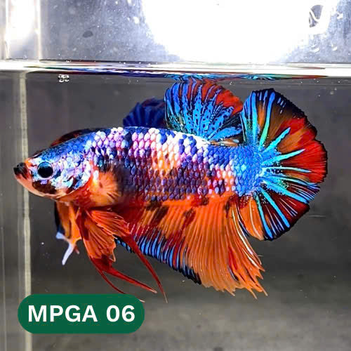 King Giant Plakat Male Betta Fish | You Pick Fish | High Grade