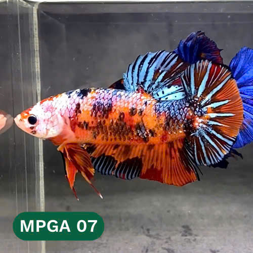 King Giant Plakat Male Betta Fish | You Pick Fish | High Grade