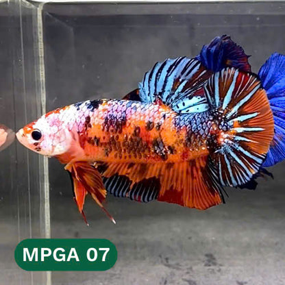 King Giant Plakat Male Betta Fish | You Pick Fish | High Grade