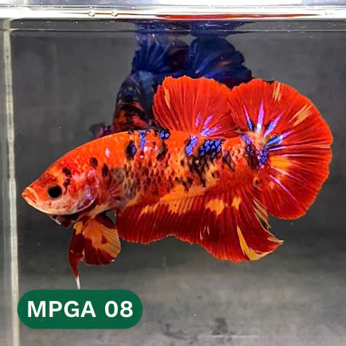King Giant Plakat Male Betta Fish | You Pick Fish | High Grade