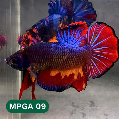 King Giant Plakat Male Betta Fish | You Pick Fish | High Grade