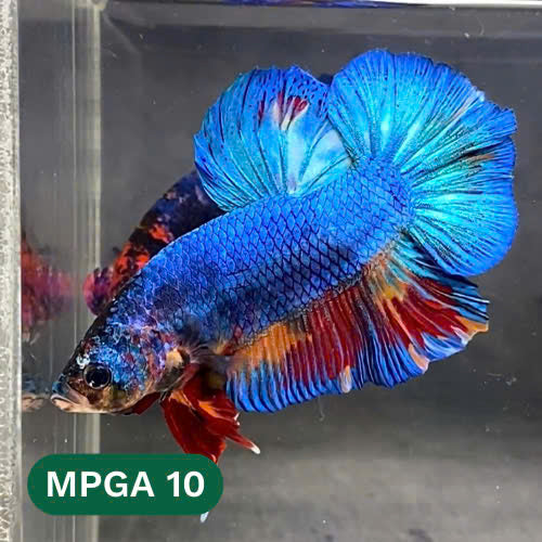 King Giant Plakat Male Betta Fish | You Pick Fish | High Grade