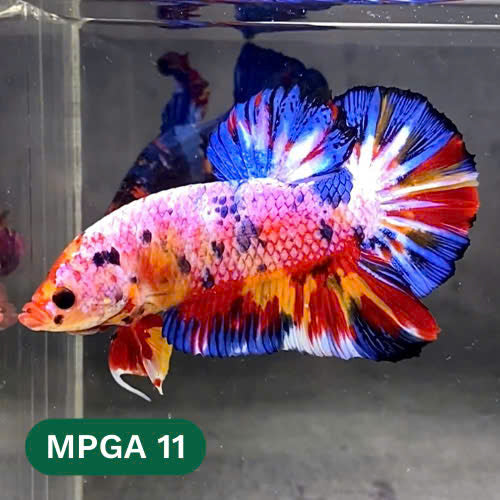 King Giant Plakat Male Betta Fish | You Pick Fish | High Grade