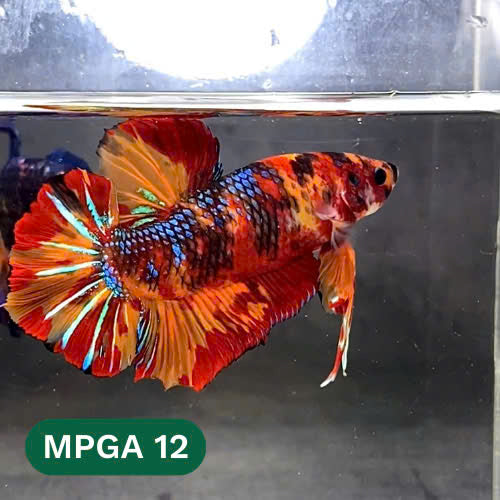 King Giant Plakat Male Betta Fish | You Pick Fish | High Grade