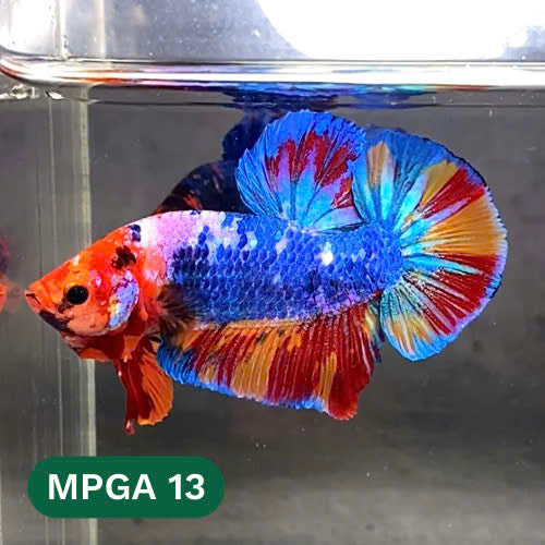 King Giant Plakat Male Betta Fish | You Pick Fish | High Grade