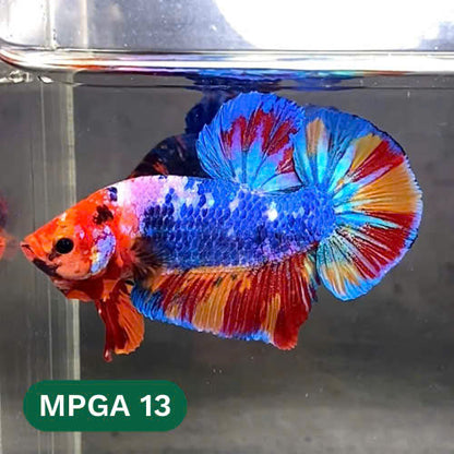 King Giant Plakat Male Betta Fish | You Pick Fish | High Grade