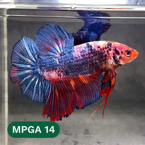 King Giant Plakat Male Betta Fish | You Pick Fish | High Grade