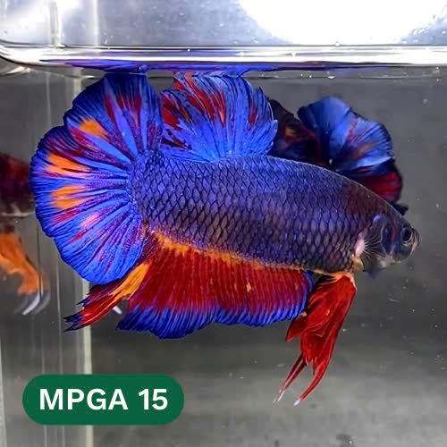 King Giant Plakat Male Betta Fish | You Pick Fish | High Grade