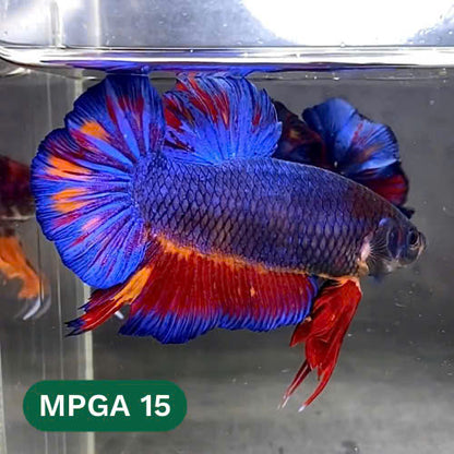 King Giant Plakat Male Betta Fish | You Pick Fish | High Grade