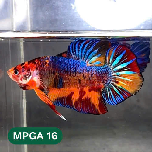 King Giant Plakat Male Betta Fish | You Pick Fish | High Grade