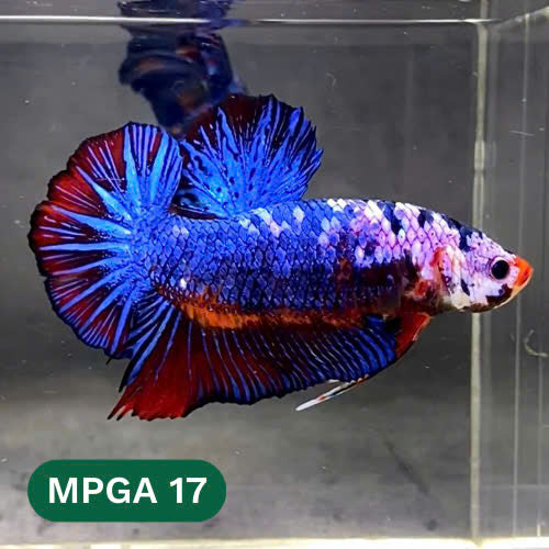 King Giant Plakat Male Betta Fish | You Pick Fish | High Grade