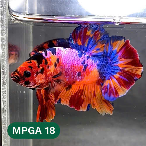 King Giant Plakat Male Betta Fish | You Pick Fish | High Grade