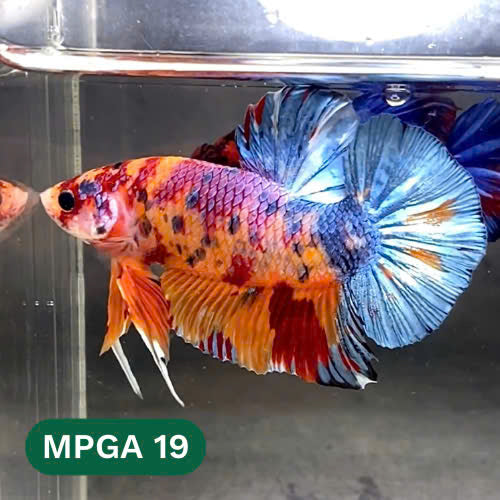 King Giant Plakat Male Betta Fish | You Pick Fish | High Grade