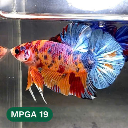 King Giant Plakat Male Betta Fish | You Pick Fish | High Grade