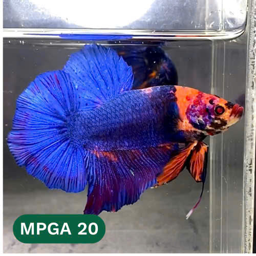 King Giant Plakat Male Betta Fish | You Pick Fish | High Grade
