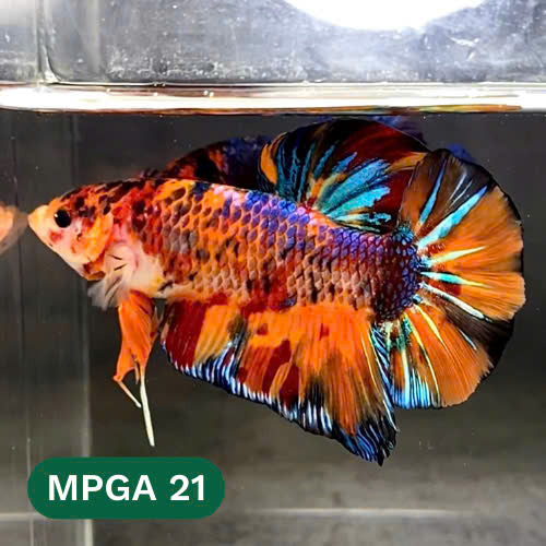 King Giant Plakat Male Betta Fish | You Pick Fish | High Grade
