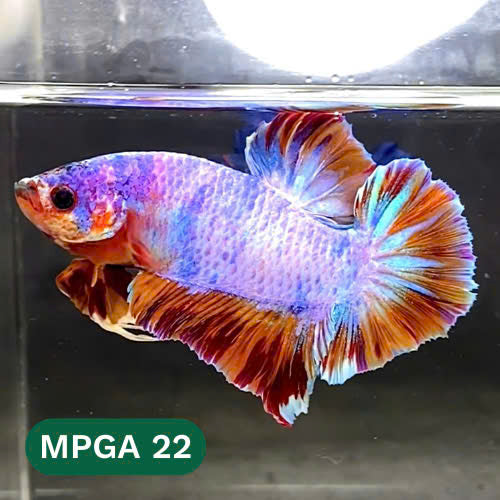 King Giant Plakat Male Betta Fish | You Pick Fish | High Grade