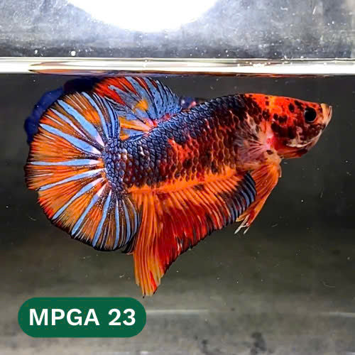 King Giant Plakat Male Betta Fish | You Pick Fish | High Grade