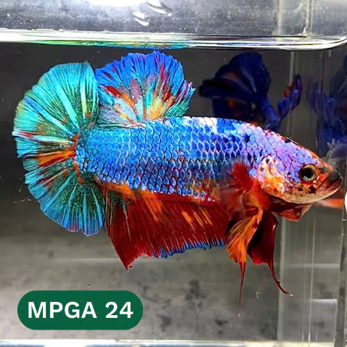 King Giant Plakat Male Betta Fish | You Pick Fish | High Grade