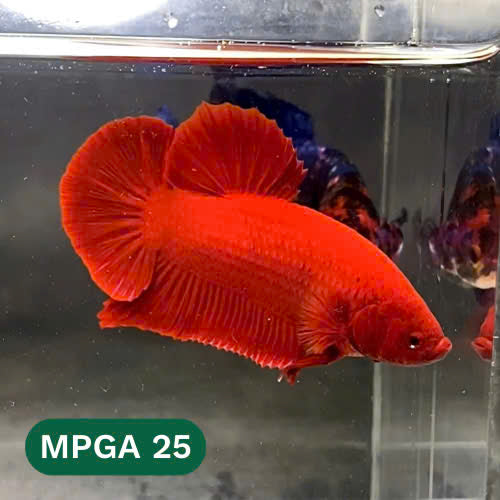 King Giant Plakat Male Betta Fish | You Pick Fish | High Grade