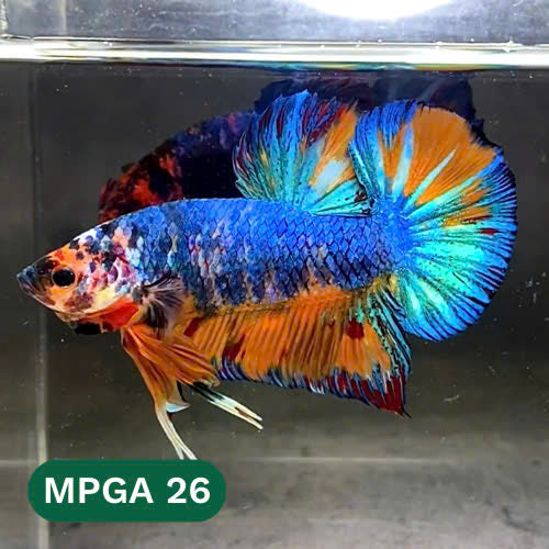 King Giant Plakat Male Betta Fish | You Pick Fish | High Grade