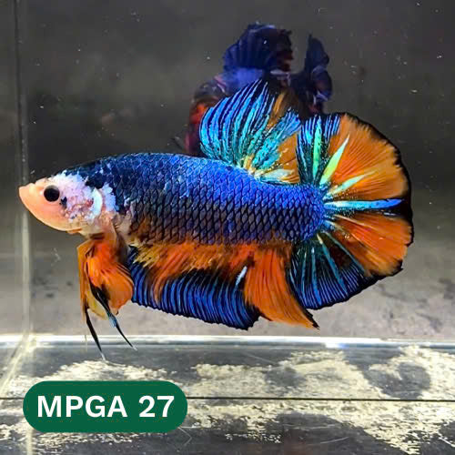King Giant Plakat Male Betta Fish | You Pick Fish | High Grade