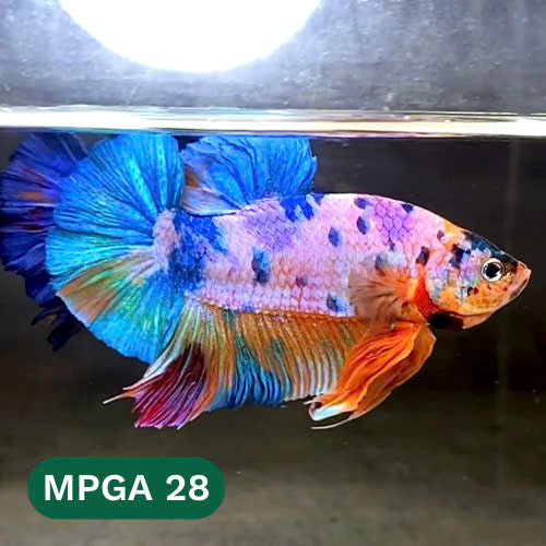 King Giant Plakat Male Betta Fish | You Pick Fish | High Grade