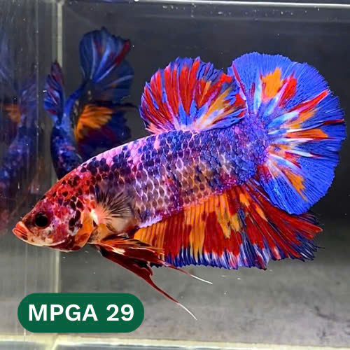 King Giant Plakat Male Betta Fish | You Pick Fish | High Grade