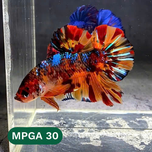 King Giant Plakat Male Betta Fish | You Pick Fish | High Grade