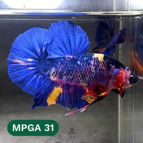 King Giant Plakat Male Betta Fish | You Pick Fish | High Grade