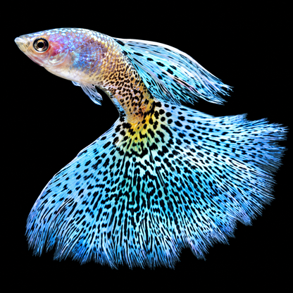 Metal Snakeskin Blue Grass Guppy Fish