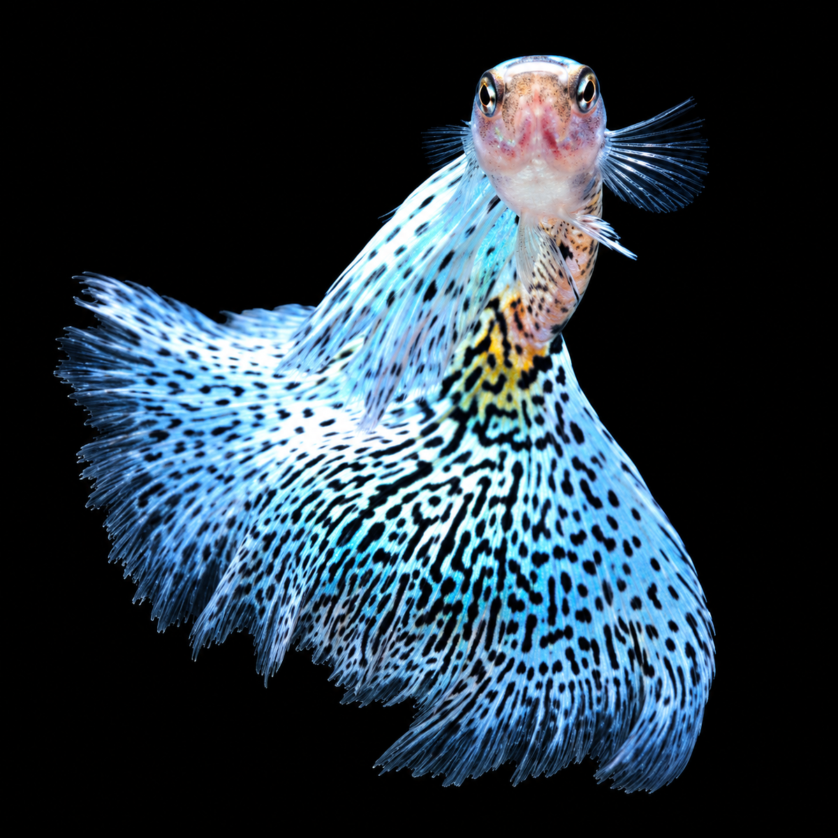 Metal Snakeskin Blue Grass Guppy Fish