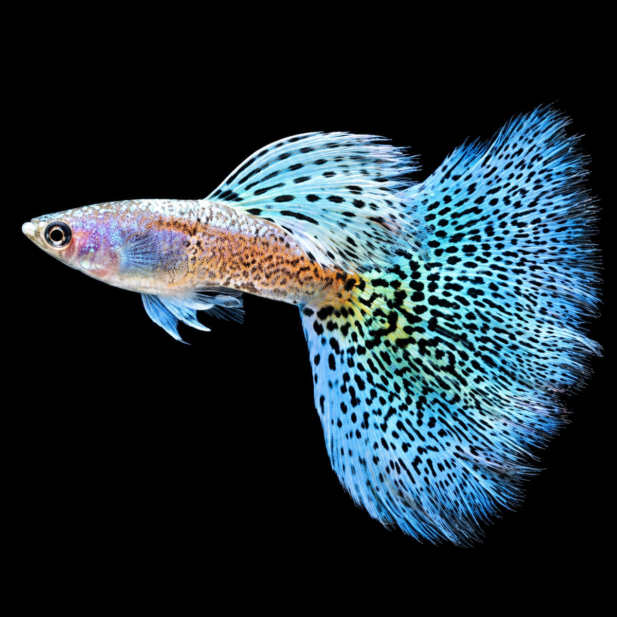 Metal Snakeskin Blue Grass Guppy Fish